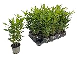 Lorbeer Pflanze, Winterhart, Gartenkräuter, 40 cm Höhe, 15 cm Topf