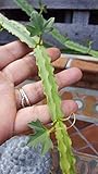 PLAT FIRM Germinazione dei semi: Veldt uva, Cissus quadrangularis, succulente, cactus, pianta rampicante vite:Seeds Only