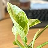 efeutute zimmerpflanze samen, deko wohnzimmer geschenke für gartenfreunde topfpflanzen gartenpflanzen indoor plants winterharte stauden pflanzen garten alte sorten exotische samen 300pcs