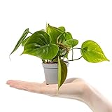 Baby Philodendren Herzblatt Pflanze Philodendron Scandens Kleines Geschenk Zimmerpflanze im Topf