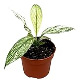Grünpflanze - Einblatt (Spathiphyllum Sensation Variegata) - Höhe: 15 cm - von Botanicly