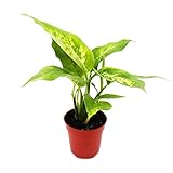 Exotenherz - Mini-Pflanze - Dieffenbachia - Dieffenbachie - Ideal für kleine Schalen und Gläser - Baby-Plant im 5,5cm Topf