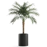 15 Samen Zwerg Dattelpalme Phoenix roebelenii Palmensamen Zimmerpflanze