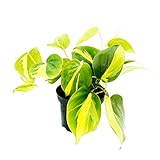 Exotenherz - Philodendron scandens Brasil - Kletternder Baumfreund - zweifarbig - 12cm Topf