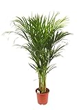 Dominik Blumen und Pflanzen, Goldfruchtpalme Dypsis lutescens circa 90 cm hoch 19 cm Topf 1 Pflanze, Zimmerpflanzen