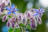 250 Samen Borretsch Borago officinalis Essbare Blau-Violette Blüten Bienenfreundliche Wildblumen
