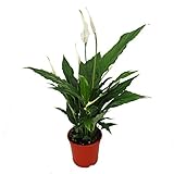 Exotenherz - Spathiphyllum, Einblatt, 'Sweet Chico', 13cm Topf