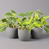 Philodendron 'Brasil', Topf-Ø 12 cm, Höhe ca. 15-20 cm, 3er-Set