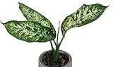 Dieffenbachia Compacta – Pflegeleichte Zimmerpflanze in Blähton (Semihydrokultur) – Luftreinigend & kompakt – Tropische Grünpflanze, ideal für Zuhause & Büro – Robust & dekorativ