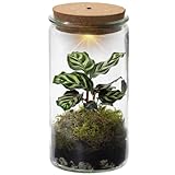 Vdvelde.com - Ecoworld Tropical Weck Glas - Flaschengarten Mit Licht - Mini Pflanzen Terrarium - Ökosystem Im Set Mit Zimmerpflanze - Ø 10,5 cm, Höhe 21 cm