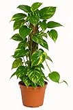 Scindapsus aureum, Efeutute, echte Zimmerpflanze im 15er Topf, ca. 50 cm hoch