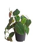 PLNTS - Philodendron Scandens Micans - Zimmerpflanzen, Pflanzen Echt, Nachhaltige Verpackung - 12cm Topf - Höhe 15cm - Direkt von der Gärtnerei