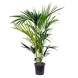 Howea Forsteriana - Kentia Palme Zimmerpflanze - Palme im Topf - Luftreinigend - Pflanzen Palme - Kentia Palme groß – ⌀19 cm - 90-100 cm