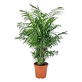 Bloomique - Chamaedorea Elegans - Bergpalme - Zimmerpflanzen - Pflegeleicht - Haustierfreundlich - Höhe 50-70 cm - Topf 17 cm