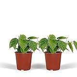Philodendron Scandens | 2 Stücke - 15cm - Ø12cm - Zimmerpflanze - Immergrün - Multideal
