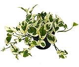 Efeutute, Scindapsus, (Epipremnum aureum) Sorte: N'Joy, weiss buntes Blattwerk, rankend, Ampelpflanze, luftreinigend (1 Pflanze im 12cm Topf)