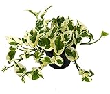 Efeutute, Scindapsus, (Epipremnum aureum) Sorte: N'Joy, weiss buntes Blattwerk, rankend, Ampelpflanze, luftreinigend (1 Pflanze im 12cm Topf)