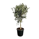 Sunny Tree - Hochstämmiger Olivenbaum 100 Zentimeter hoch - Olea Europea - Immergrüner Olivenbaum - Winterhart bis -18 - A+ ware