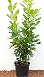Kirschlorbeer Heckenpflanzen immergrün Sichtschutz Prunus lauroc.'Novita' im Topf gewachsen 80-100cm (1 Stück)