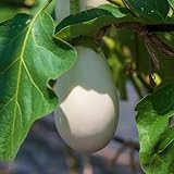 50 pcs aubergine samen bio, seltene samen, gartenpflanzen (Solanum melongena) samen, geschenk garten gemüsesamen, bonsai samen samen gemüse, plants gartensamen, balkon pflanze wintergemüse