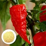 Luojuny 100 Stück Red Devil Paprika-Samen, italienischer Teufel Hot Pepper Seeds Erbstück Gemüsesamen für Gärten Gewähcheshäuser Rot