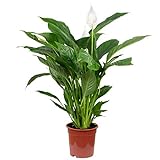 Einblatt - echte Zimmerpflanze, Spathiphyllum Lauretta - Höhe ca. 90 cm, Topf-Ø 19 cm