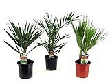 Plant in a Box - 3er Set Palmen für draußen - Phoenix, Chamaerops, Washingtonia - Topf 15cm - Höhe 50-70cm