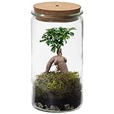 vdvelde.com - Bonsaiworld Bonsai Ginseng Echt im Weck Glas - Flaschengarten - Mini Pflanzen Terrarium - Ökosystem im Glas Set mit Bonsai Ginseng - Glas: Ø 10,5 cm, Höhe 21 cm