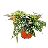 Exotenherz - Doppelpunkt-Begonie - Begonia maculata 'Double Dot' - 12cm Topf