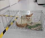 Humane Nagetierkäfigfalle, Katzenwaschbärfalle, Faltbarer Humaner Lebendfallenkäfig Für Drinnen Und Draußen(66 * 23 * 26cm)