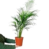 Goldfruchtpalme 100-110 cm Arecapalme Dypsis Lutescens Echte Pflanze, Große Luftreinigende Zimmerpflanze, Pflegeleicht, Ideal für Wohnzimmer & Büro - Green Me Up