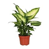 Dieffenbachia Camilla - 25-35cm - Ø12cm - Zimmerpflanze - Immergrün