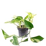 Efeutute - pflegeleichte Zimmerpflanze, Epipremnum aureum - Höhe ca. 15 cm, Topf-Ø 12 cm