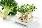 500 g Brokkoli Samen Bio Keimsaat Sprossen Microgreens Samen Vegan Rohkost