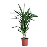 Dominik Blumen und Pflanzen, Yucca - Palme, Palm - Lilie, Yucca elephantipes, 2 - stämmig, 2 - 3 Liter Topf, ca. 60 cm hoch, 1 Zimmerpflanze, Kübelpflanze