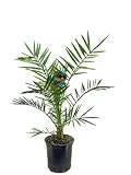 Phoenix Canariensis Kanarische Dattelpalme, Winterharte Balkonpflanze, 80-100 cm Höhe, 19 cm Topf, 2er Set