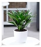 BALDUR Garten Dracena 'Compacta', 1 Pflanze, Luftreinigende Zimmerpflanze, unterstützt das Raumklima, Drachenbaum Drachenlilie, sehr pflegeleichte Grünpflanze, mehrjährig - frostfrei halten