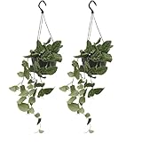 Efeutute - Scindapsus Pictus Epipremnum - Ø15cm - 20cm - 2 Stück
