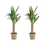 Bloomique - 2er Set - Yucca Elephantipes - Yucca Palme - Palmlilie - Zimmerpflanzen - Pflegeleicht - Luftreinigend - Höhe 30-40 cm - Topf 12 cm
