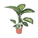 Dieffenbachie - Dieffenbachia seguine 'Tropic Snow' - Zimmerpflanze - Ø19cm - 70cm