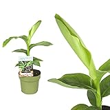 Echte Musa Basjoo Bananenpflanze winterhart circa 40 bis 60 cm - winterharte Banane Bananenbaum mehrjährig Palme winterhart Bananenbaum japanische Faserbanane tropisch Zimmerpflanze
