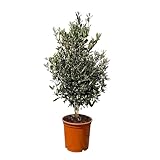 Olivenbaum Olea Europaea Strauchform Immergrün Winterhart bis -18°C ideal für Garten & Balkon