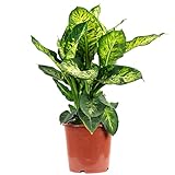 Dieffenbachie 'Compacta' - echte Zimmerpflanze, Dieffenbachia - Höhe ca. 65 cm, Topf-Ø 17 cm
