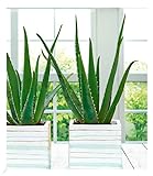 BALDUR Garten Echte Aloe Vera, 1 Pflanze, im 10,5 cm-Topf, Luftreinigende Zimmerpflanze, Gel vielseitig verwendbar, Grünpflanze, mehrjährig - frostfrei halten, Aloe barbadensis