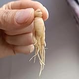 25 Pcs Ginseng Samen Kaufen - Bodendecker Gartenkräuter, Bodendecker Pflanzen Winterhart (Panax Ginseng) Küchenkräuter Balkonpflanzen Kräutergarten Geschenk, Bodendecker Winterhart