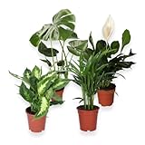 4er-Set, Monstera & Dieffenbachia & Spathiphyllum & Areca, 40-45cm, 12er Topf, Pflanzen für Wohnung und Büro, Qualität vom Pflanzen Profi, Schneller Pflanzenversand, Raumbegrünung