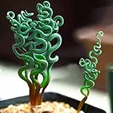 Haloppe 200 Stück Sukkulenten-Pflanzensamen für die Bepflanzung des Hausgartens, seltene Sukkulenten-Pflanze, Hausgarten, Spiralfeder, Gras, Bonsai-Samen