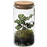 vdvelde.com - Ecoworld Tropical Weck Glas - Flaschengarten mit Licht - Mini Pflanzen Terrarium - Ökosystem im Glas Set mit Zimmerpflanze - Glas: Ø 10,5 cm, Höhe 21 cm