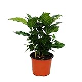 Exotenherz - Kaffee Pflanze (Coffea arabica) 1 Pflanze - Zimmerpflanze
