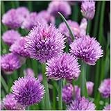Paket von 400 Samen, gemeinsamen Schnittlauch Kräutersamen (Allium Schoenoprasum) : Seeds Only